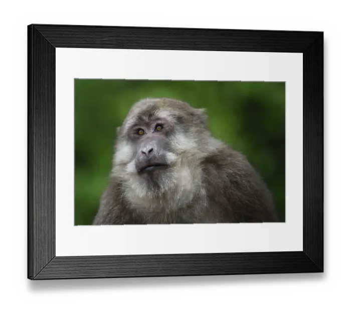 Framed Print : Portrait of male Tibetan macaque (Macaca thibetana) sitting in the bush in Tangjiahe Nature Reserve Framed Print : Portrait of male Tibetan macaque (Macaca thibetana) sitting in the bush in Tangjiahe Nature Reserve