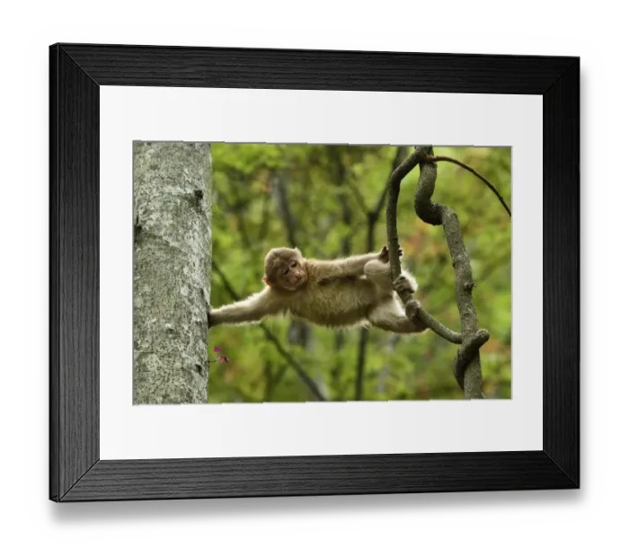Framed Print : Tibetan macaque (Macaca thibetana) juvenile climbing in a tree in Tangjiahe Nature Reserve Framed Print : Tibetan macaque (Macaca thibetana) juvenile climbing in a tree in Tangjiahe Nature Reserve