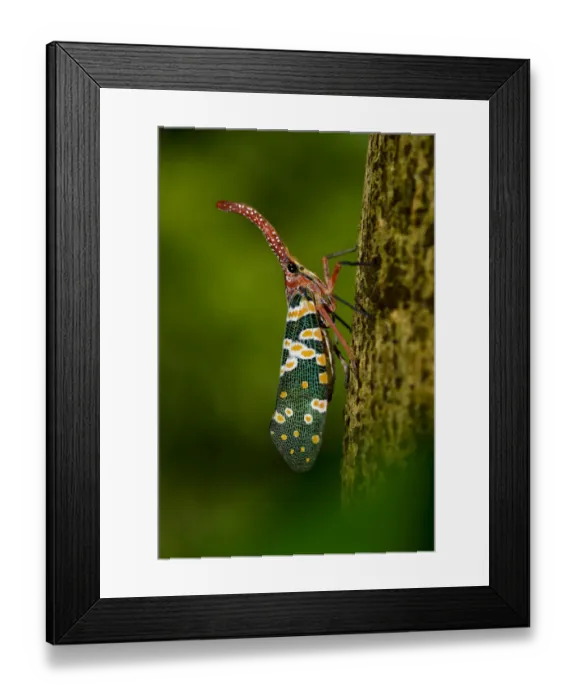 Framed Print : Lantern bug (Pyrops  /  Laternaria candelaria) Ha Pak Nai, Yuen Long District, Hong Kong