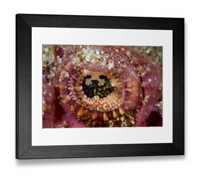 Framed Print : Devil scorpionfish (Scorpaenopsis diabolus) close up of eye, Pak Lap Tsai, Sai Kung Framed Print : Devil scorpionfish (Scorpaenopsis diabolus) close up of eye, Pak Lap Tsai, Sai Kung