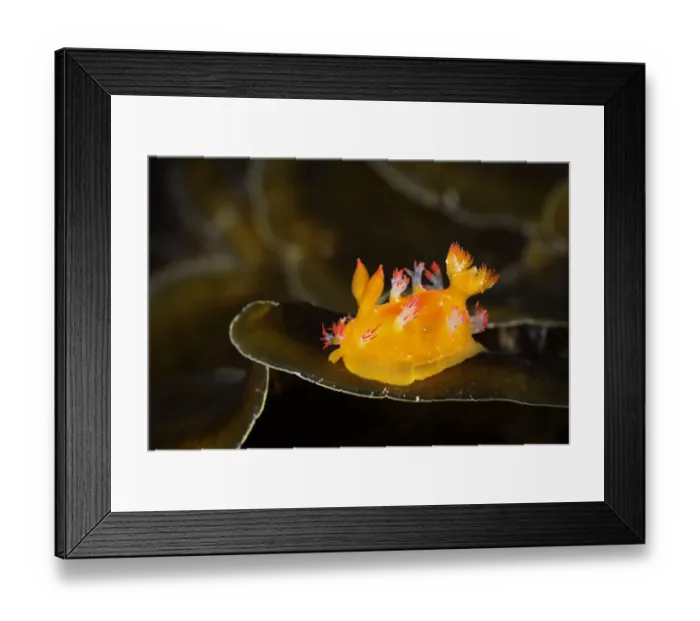 Framed Print : Nudibranch (Kaloplocamus acutus) Bluff Island, Hong Kong UNESCO Global Geopark, Hong Kong Framed Print : Nudibranch (Kaloplocamus acutus) Bluff Island, Hong Kong UNESCO Global Geopark, Hong Kong