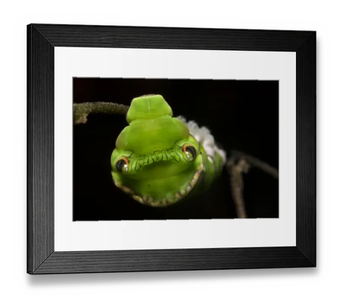 Framed Print : Red Helen swallowtail butterfly caterpillar (Papilio helenus) showing snake mimicry