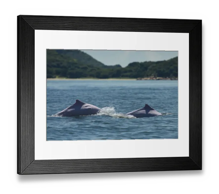 Framed Print : Indo-Pacific humpback dolphins (Sousa chinensis) surfacing, Tai O, Lantau Island Framed Print : Indo-Pacific humpback dolphins (Sousa chinensis) surfacing, Tai O, Lantau Island