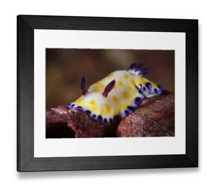 Framed Print : Gold-spotted Chromodorid nudibranch (Chromodoris aureopurpurea, Ninepin Group or Kwo Chau Islands Framed Print : Gold-spotted Chromodorid nudibranch (Chromodoris aureopurpurea, Ninepin Group or Kwo Chau Islands