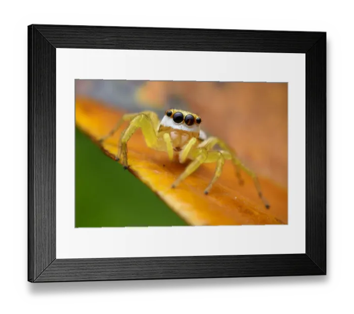 Framed Print : Jumping spider (Epocilla sp) Sai Kung, Hong Kong, China Framed Print : Jumping spider (Epocilla sp) Sai Kung, Hong Kong, China