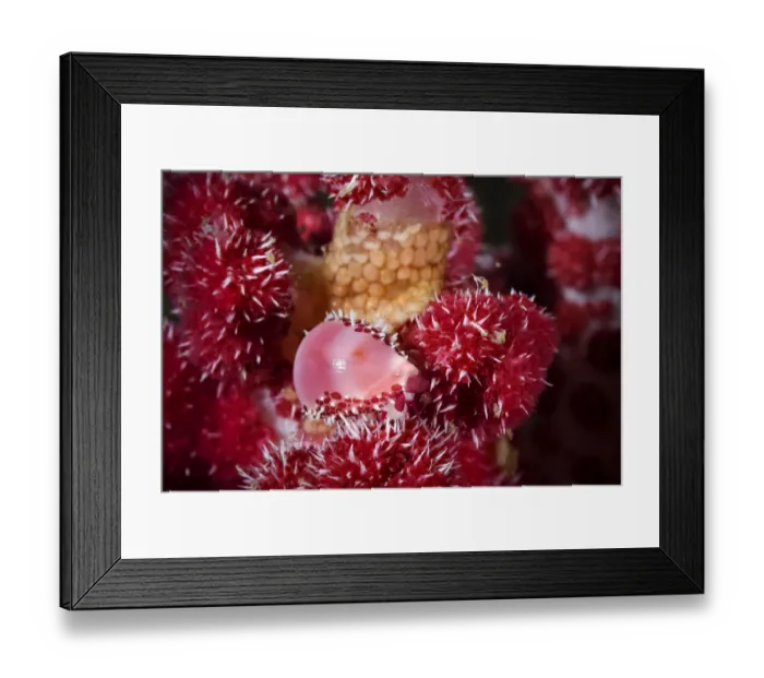 Framed Print : Allied cowrie (Diminovula punctata) on a soft coral (Dendronepthya sp ) with its egg mass close by Framed Print : Allied cowrie (Diminovula punctata) on a soft coral (Dendronepthya sp ) with its egg mass close by