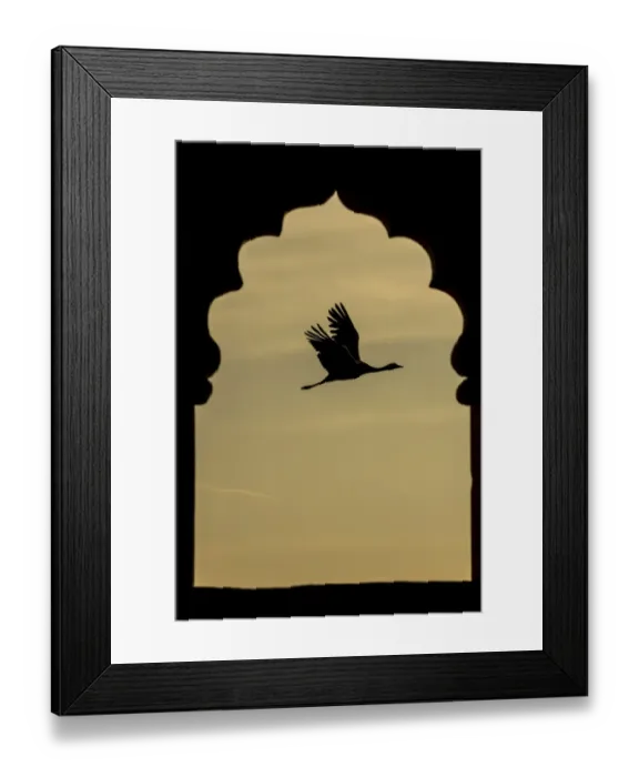 Framed Print : Demoiselle crane (Anthropoides virgo) flying silhouetted and framed by Jarokha Framed Print : Demoiselle crane (Anthropoides virgo) flying silhouetted and framed by Jarokha