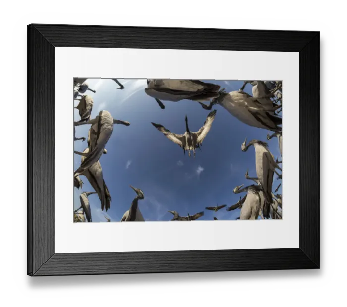 Framed Print : Demoiselle crane (Anthropoides virgo) low angle view of cranes landing in feeding Framed Print : Demoiselle crane (Anthropoides virgo) low angle view of cranes landing in feeding