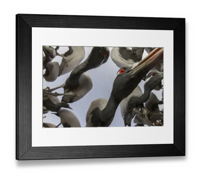 Framed Print : Low angle view of Demoiselle crane (Anthropoides virgo) flying and feeding during winter migration Framed Print : Low angle view of Demoiselle crane (Anthropoides virgo) flying and feeding during winter migration