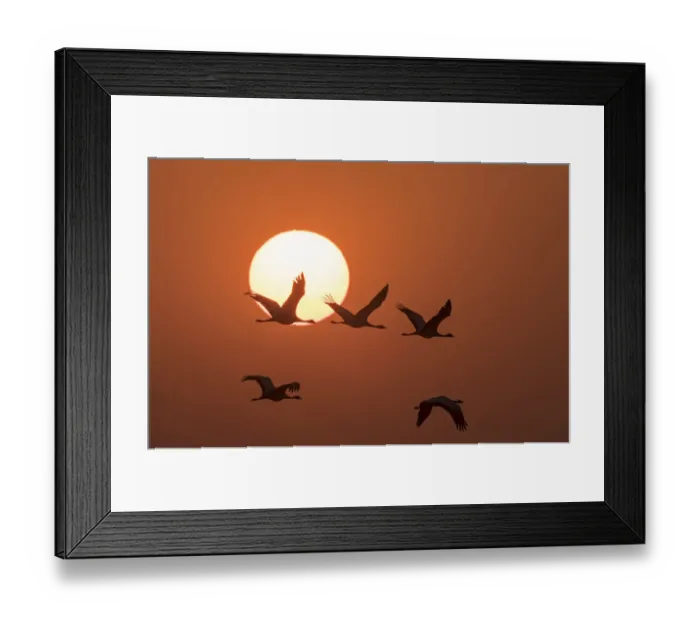 Framed Print : Demoiselle cranes (Anthropoides virgo) flying at sunrise during migration. Khichan Framed Print : Demoiselle cranes (Anthropoides virgo) flying at sunrise during migration. Khichan