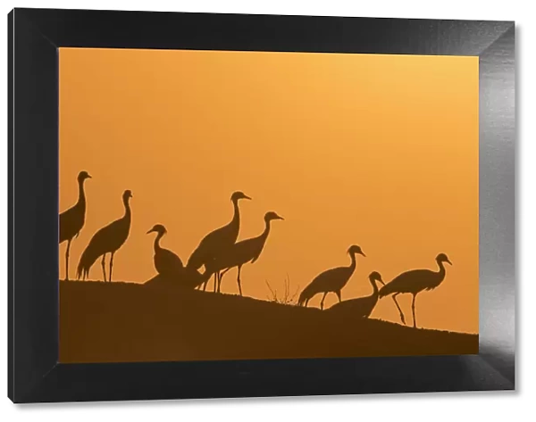 Demoiselle cranes (Anthropoides virgo) silhouetted at dusk on a wall during their winter migration