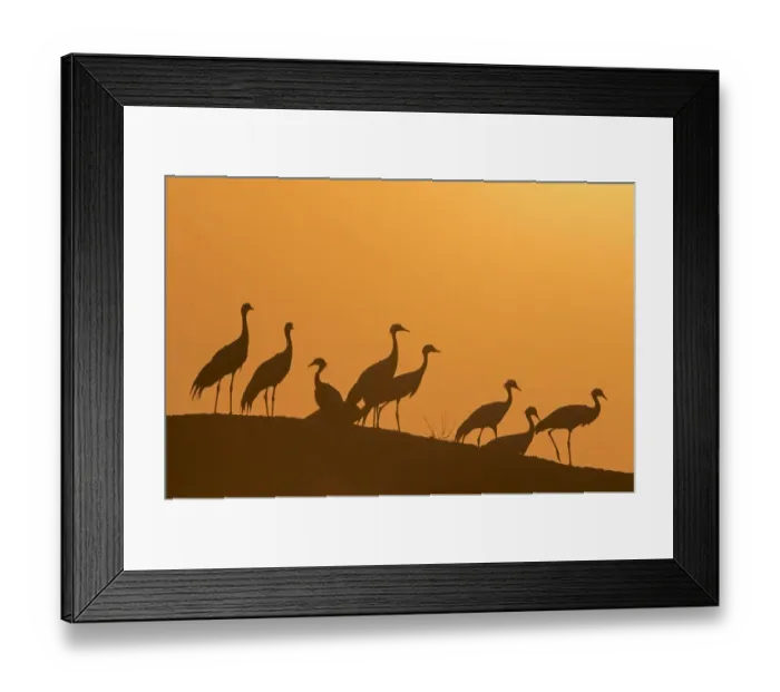 Framed Print : Demoiselle cranes (Anthropoides virgo) silhouetted at dusk on a wall during their winter migration Framed Print : Demoiselle cranes (Anthropoides virgo) silhouetted at dusk on a wall during their winter migration