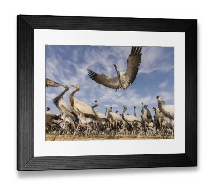 Framed Print : Demoiselle crane (Anthropoides virgo) low angle view of birds flying and landing