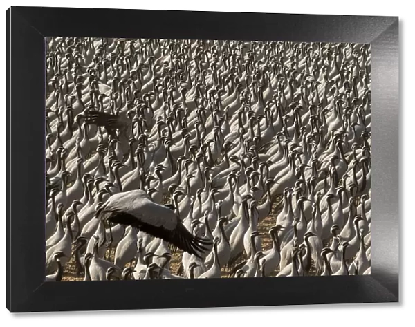 Demoiselle crane (Anthropoides virgo) gathering of large number of cranes in a chugga ghar