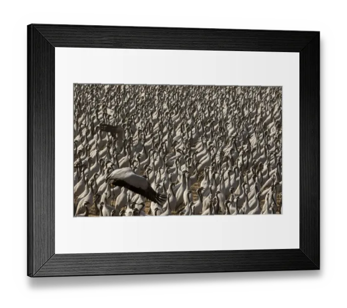 Framed Print : Demoiselle crane (Anthropoides virgo) gathering of large number of cranes in a chugga ghar Framed Print : Demoiselle crane (Anthropoides virgo) gathering of large number of cranes in a chugga ghar