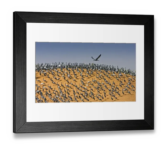 Framed Print : Demoiselle crane (Anthropoides virgo) resting on sand dunes during winter migration Framed Print : Demoiselle crane (Anthropoides virgo) resting on sand dunes during winter migration