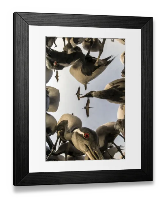 Framed Print : Low angle view of Demoiselle crane (Anthropoides virgo) flying and feeding during winter migration Framed Print : Low angle view of Demoiselle crane (Anthropoides virgo) flying and feeding during winter migration