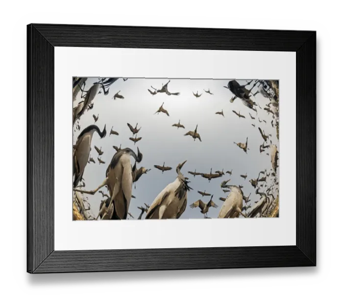 Framed Print : Demoiselle crane (Anthropoides virgo) low angle fisheye perspective of feeding cranes