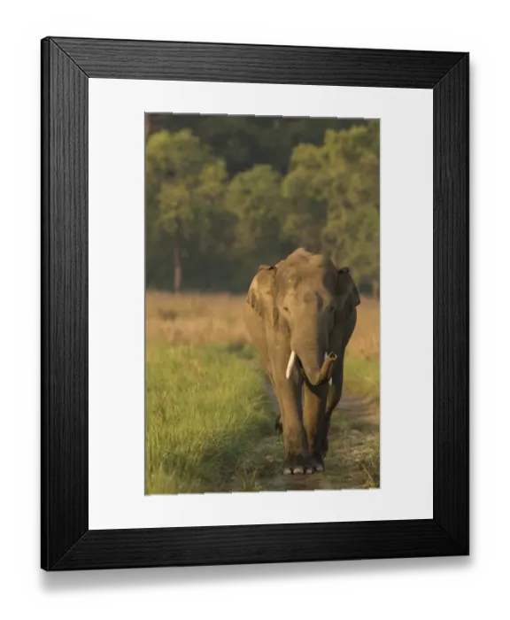 Framed Print : Asiatic elephant (Elephas maximus) male sniffing air while walking on forest track