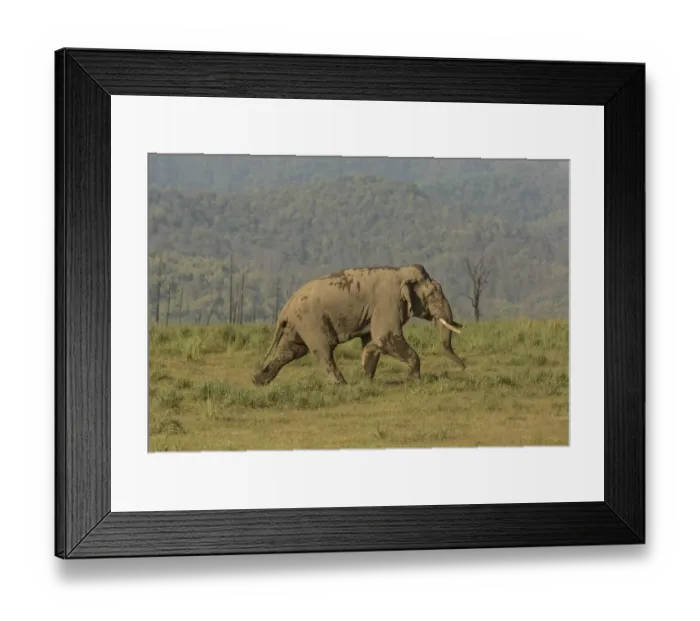 Framed Print : Asiatic elephant (Elephas maximus) male aggressively walking towards rival male Framed Print : Asiatic elephant (Elephas maximus) male aggressively walking towards rival male