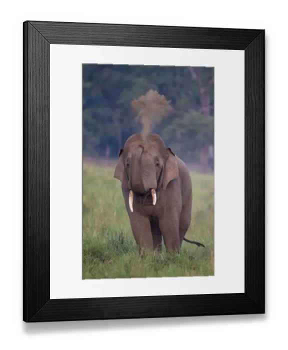 Framed Print : Asiatic elephant (Elephas maximus) male taking dust bath. Jim Corbett National Park, India Framed Print : Asiatic elephant (Elephas maximus) male taking dust bath. Jim Corbett National Park, India
