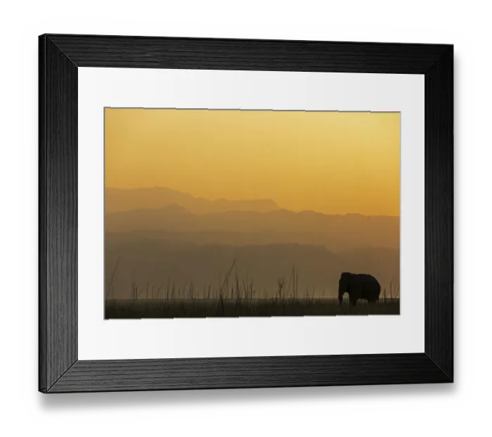 Framed Print : Asiatic elephant (Elephas maximus) silhouette of male at dawn. Jim Corbett National Park Framed Print : Asiatic elephant (Elephas maximus) silhouette of male at dawn. Jim Corbett National Park