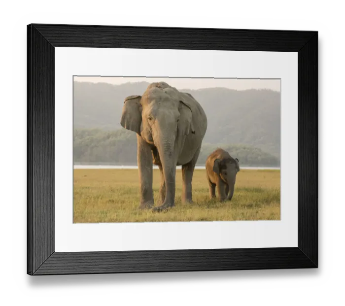 Framed Print : Asiatic elephant (Elephas maximus) calf walking along mother. Jim Corbett National Park Framed Print : Asiatic elephant (Elephas maximus) calf walking along mother. Jim Corbett National Park