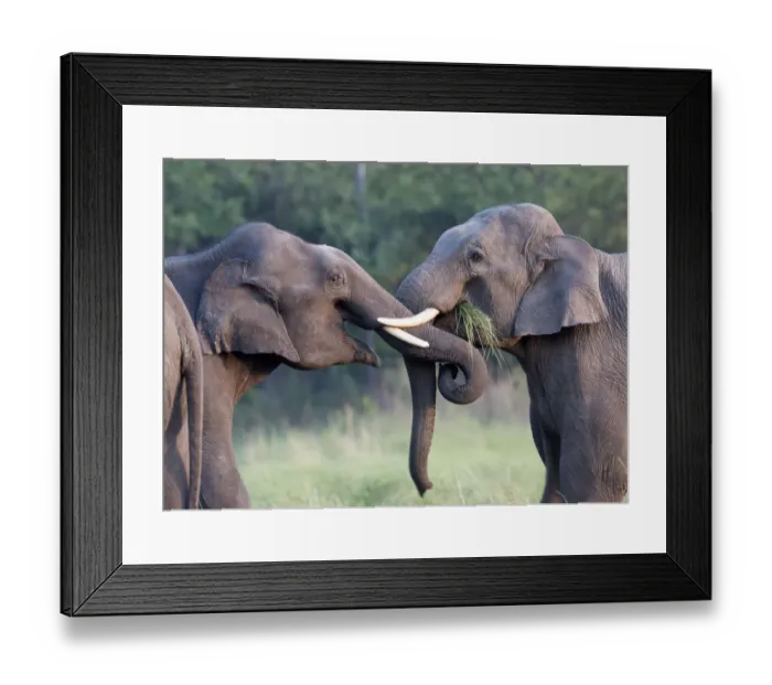 Framed Print : Asiatic elephant (Elephas maximus) young males sparring. Jim Corbett National Park, India Framed Print : Asiatic elephant (Elephas maximus) young males sparring. Jim Corbett National Park, India