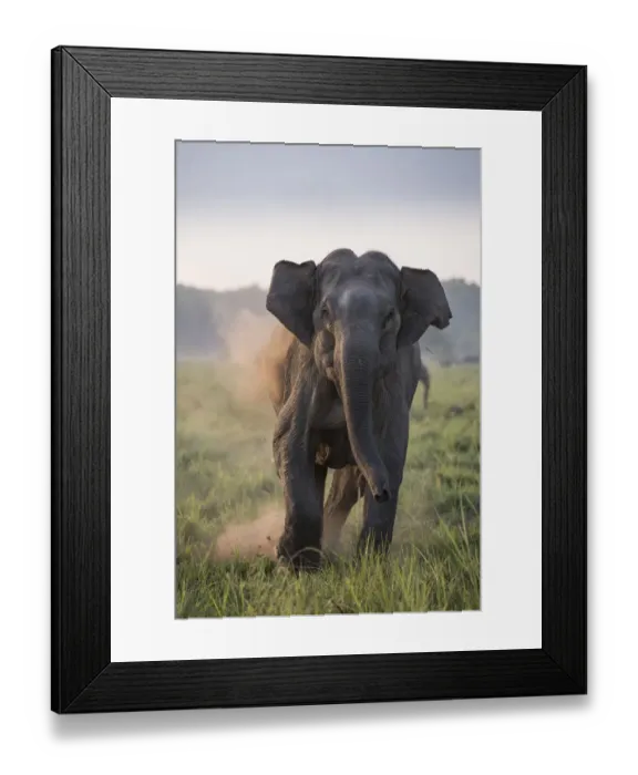 Framed Print : Asiatic elephant (Elephas maximus), female charging, Jim Corbett National Park, India Framed Print : Asiatic elephant (Elephas maximus), female charging, Jim Corbett National Park, India