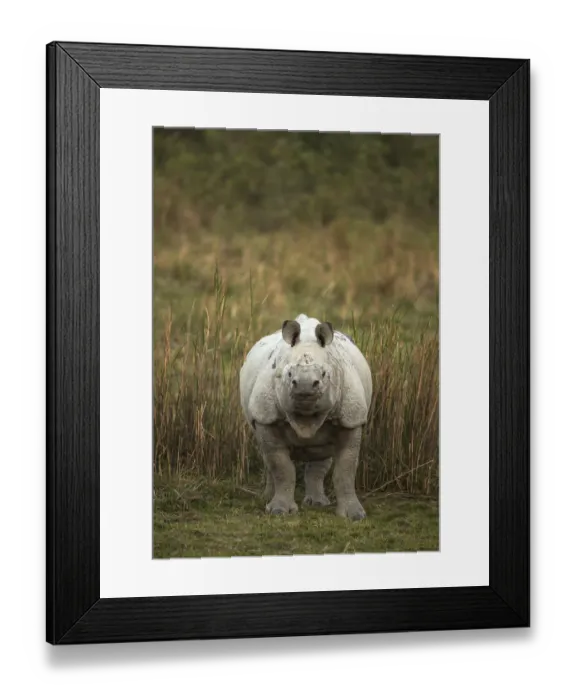 Framed Print : Indian rhinoceros (Rhinoceros unicornis) female. Kaziranga National Park, India Framed Print : Indian rhinoceros (Rhinoceros unicornis) female. Kaziranga National Park, India