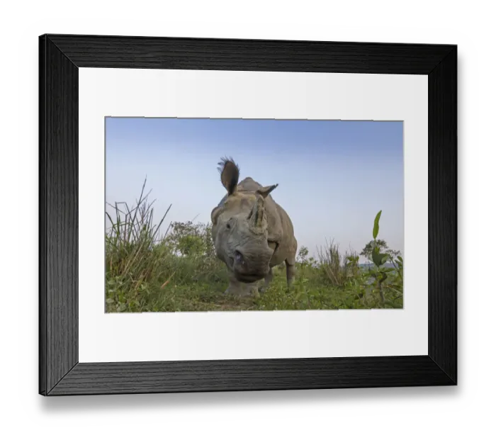 Framed Print : Indian rhinoceros (Rhinoceros unicornis), low angle shot of male, Kaziranga National Park Framed Print : Indian rhinoceros (Rhinoceros unicornis), low angle shot of male, Kaziranga National Park