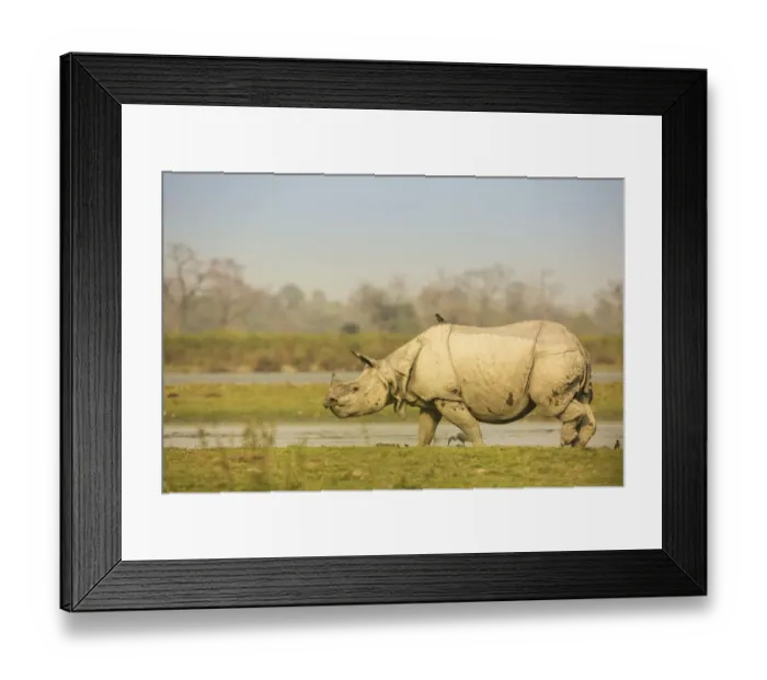Framed Print : Indian rhinoceros (Rhinoceros unicornis) in wetland, Kaziranga National Park, India Framed Print : Indian rhinoceros (Rhinoceros unicornis) in wetland, Kaziranga National Park, India