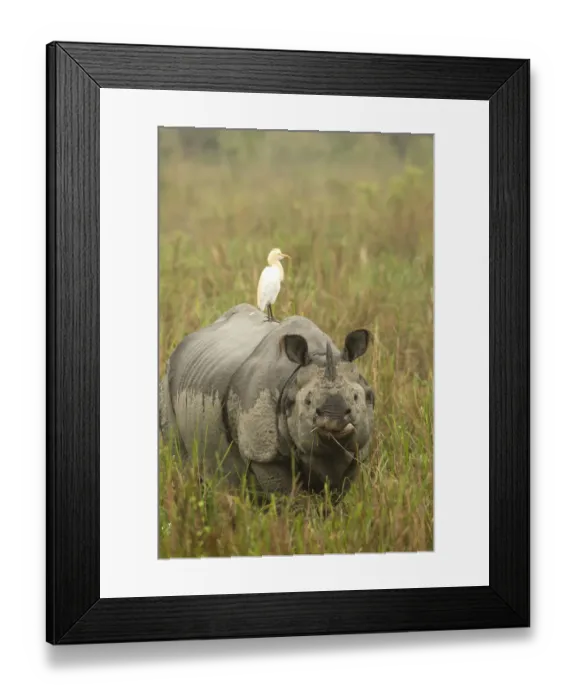 Framed Print : Indian rhinoceros (Rhinoceros unicornis) with Cattle egret on back. Kaziranga National Park Framed Print : Indian rhinoceros (Rhinoceros unicornis) with Cattle egret on back. Kaziranga National Park
