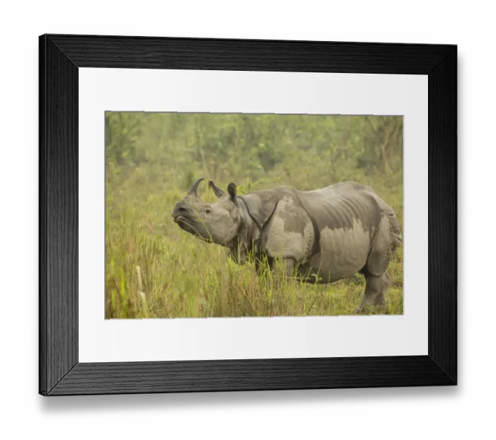 Framed Print : Indian rhinoceros (Rhinoceros unicornis), female after light drizzle. Kaziranga National Park Framed Print : Indian rhinoceros (Rhinoceros unicornis), female after light drizzle. Kaziranga National Park