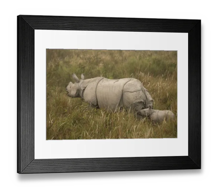Framed Print : Indian rhinoceros(Rhinoceros unicornis), mother and young calf in tall grass Framed Print : Indian rhinoceros(Rhinoceros unicornis), mother and young calf in tall grass