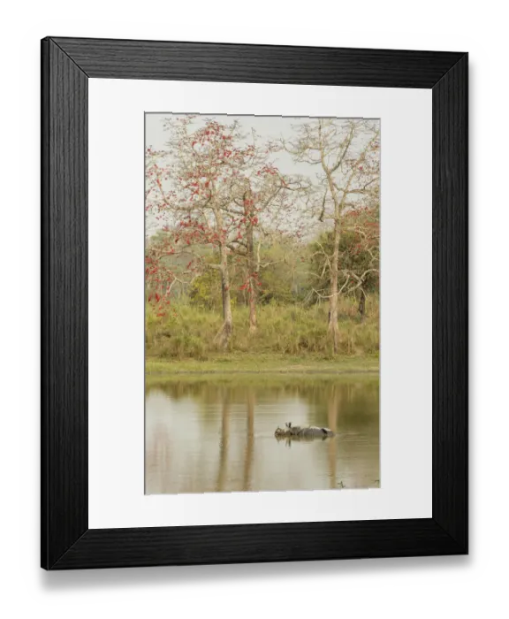 Framed Print : Indian rhinoceros (Rhinoceros unicornis), in water to cool off, Kaziranga National Park Framed Print : Indian rhinoceros (Rhinoceros unicornis), in water to cool off, Kaziranga National Park