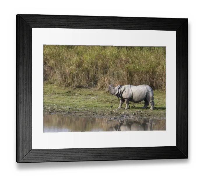 Framed Print : Indian rhinoceros (Rhinoceros unicornis), male sniffing air for possible mate Framed Print : Indian rhinoceros (Rhinoceros unicornis), male sniffing air for possible mate