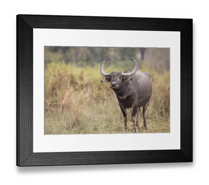 Framed Print : Asiatic wild buffalo (Bubalus arnee) portrait of female. Kaziranga National Park, India Framed Print : Asiatic wild buffalo (Bubalus arnee) portrait of female. Kaziranga National Park, India