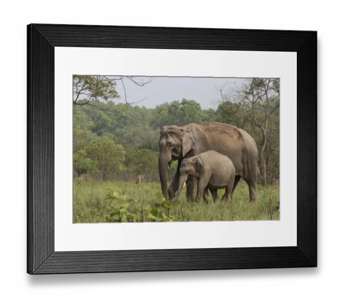 Framed Print : Asiatic elephant (Elephas maximus), mother and young male calf grazing. Jim Corbett National Park Framed Print : Asiatic elephant (Elephas maximus), mother and young male calf grazing. Jim Corbett National Park