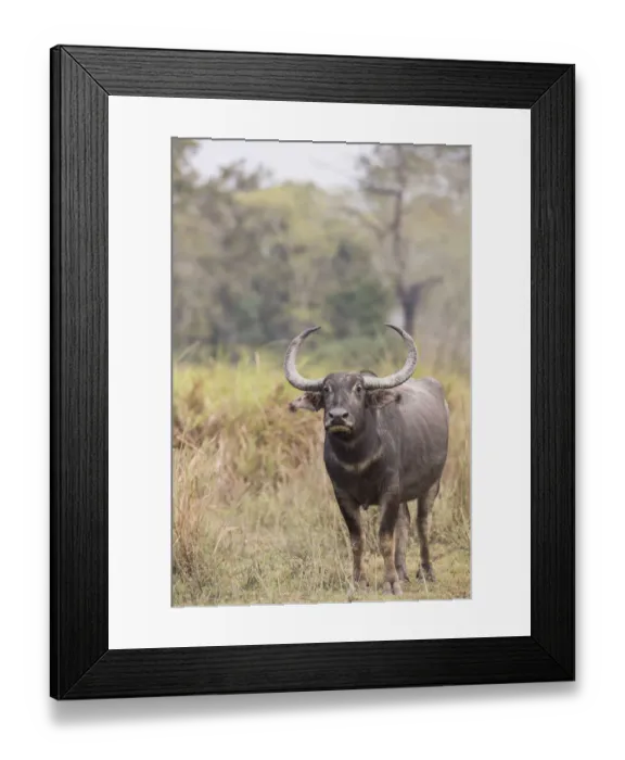 Framed Print : Asiatic wild buffalo (Bubalus arnee) portrait of female. Kaziranga National Park, India Framed Print : Asiatic wild buffalo (Bubalus arnee) portrait of female. Kaziranga National Park, India