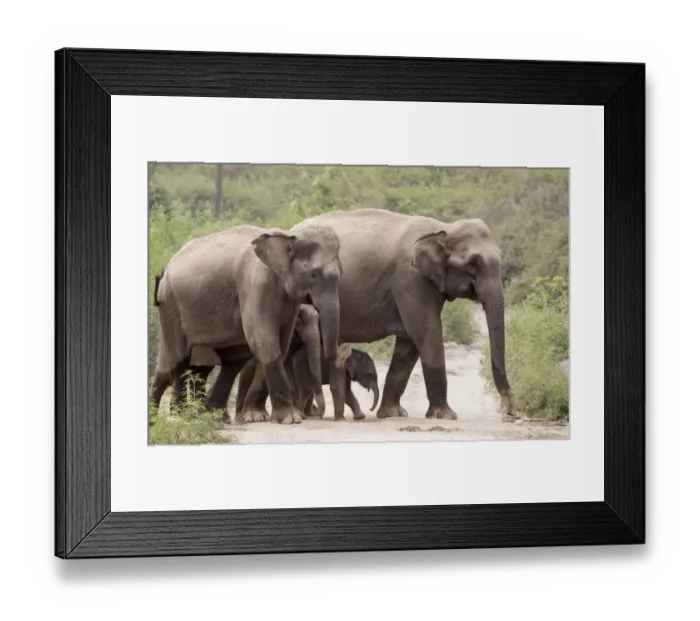 Framed Print : Asiatic elephant (Elephas maximus), herd with few days old calf crossing forest path Framed Print : Asiatic elephant (Elephas maximus), herd with few days old calf crossing forest path