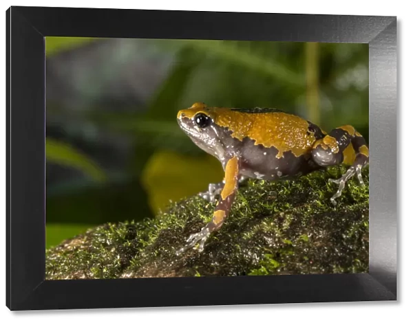 Malabar ramanella frog (Ramanella triangularis) Coorg Karnataka, India. Endemic to Western Ghats