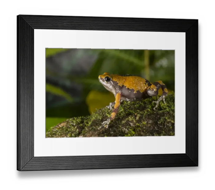 Framed Print : Malabar ramanella frog (Ramanella triangularis) Coorg Karnataka, India. Endemic to Western Ghats Framed Print : Malabar ramanella frog (Ramanella triangularis) Coorg Karnataka, India. Endemic to Western Ghats