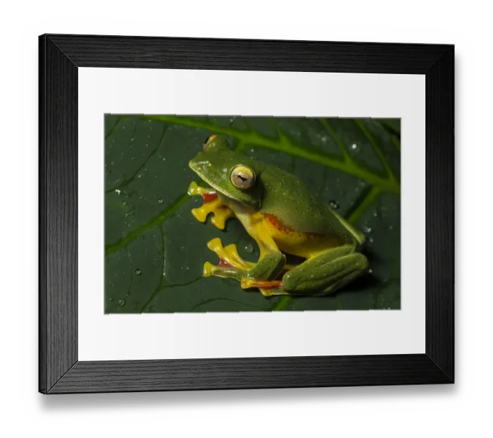 Framed Print : Malabar gliding frog (Rhacophorus malabaricus), male sitting on plant leaf Framed Print : Malabar gliding frog (Rhacophorus malabaricus), male sitting on plant leaf