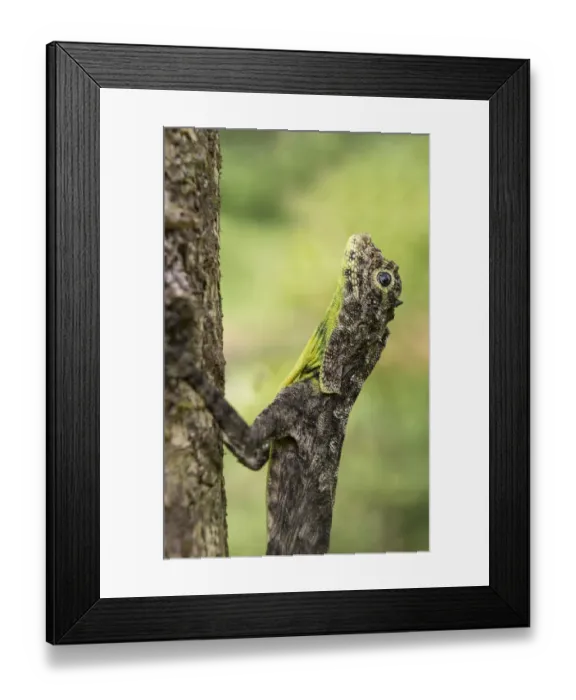 Framed Print : South Indian flying lizard (Draco dussumieri), Agumbe, Karnataka, India Framed Print : South Indian flying lizard (Draco dussumieri), Agumbe, Karnataka, India