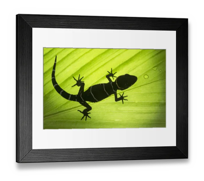 Framed Print : Deccan ground gecko (Cyrtodactylus albofasciatus), backlit on leaf. Amboli, Maharashtra, India Framed Print : Deccan ground gecko (Cyrtodactylus albofasciatus), backlit on leaf. Amboli, Maharashtra, India