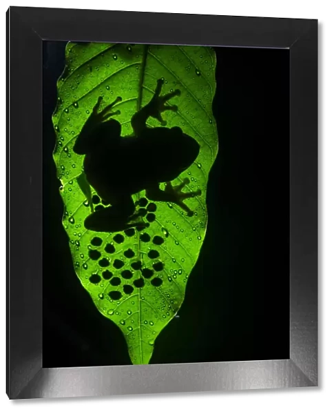 Humayuns night frog (nyctibatrachus humayuni), male guarding cluster of eggs on leaf