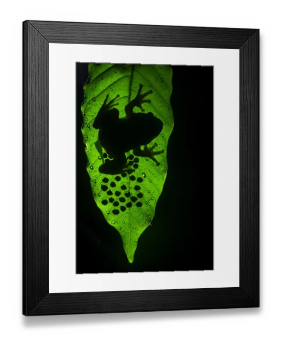 Framed Print : Humayuns night frog (nyctibatrachus humayuni), male guarding cluster of eggs on leaf Framed Print : Humayuns night frog (nyctibatrachus humayuni), male guarding cluster of eggs on leaf