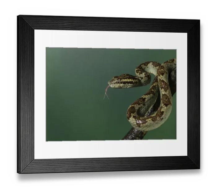 Framed Print : Malabar pit viper (Trimeresurus malabaricus), green colour morph. Agumbe, Karnataka, Western Ghats Framed Print : Malabar pit viper (Trimeresurus malabaricus), green colour morph. Agumbe, Karnataka, Western Ghats