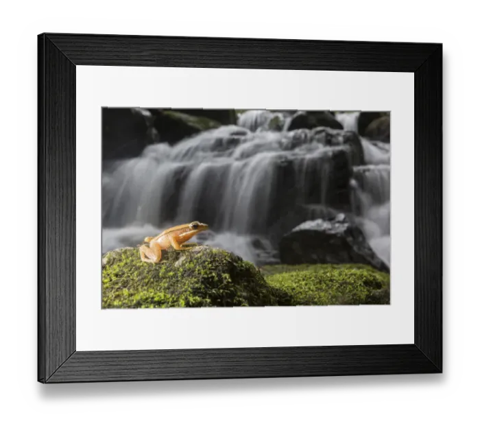 Framed Print : Golden frog (Hylarana aurantiaca) with waterfall in background. Coorg, Karnataka, India Framed Print : Golden frog (Hylarana aurantiaca) with waterfall in background. Coorg, Karnataka, India